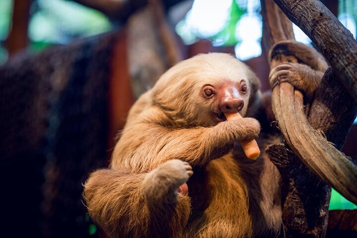 Luxury Private Tour with Transfer and Accommodation from Costa Rica  - Photo 1 of 22